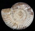 / Inch Perisphinctes Ammonite - Jurassic #1960-1